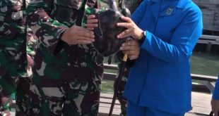 TNI AL Dukung Pelestarian Satwa Laut Dengan Melepas Tukik di Pantai Teluk Nibung Simeulue