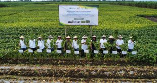 PT Mitratani Dua Tujuh sukses melaksanakan panen perdana edamame Jumat, 25 Oktober 2024 di Kebun Sei Semayang, Kabupaten Deli Serdang, Sumatra Utara.