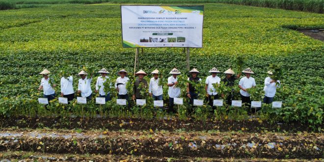 PT Mitratani Dua Tujuh sukses melaksanakan panen perdana edamame Jumat, 25 Oktober 2024 di Kebun Sei Semayang, Kabupaten Deli Serdang, Sumatra Utara.