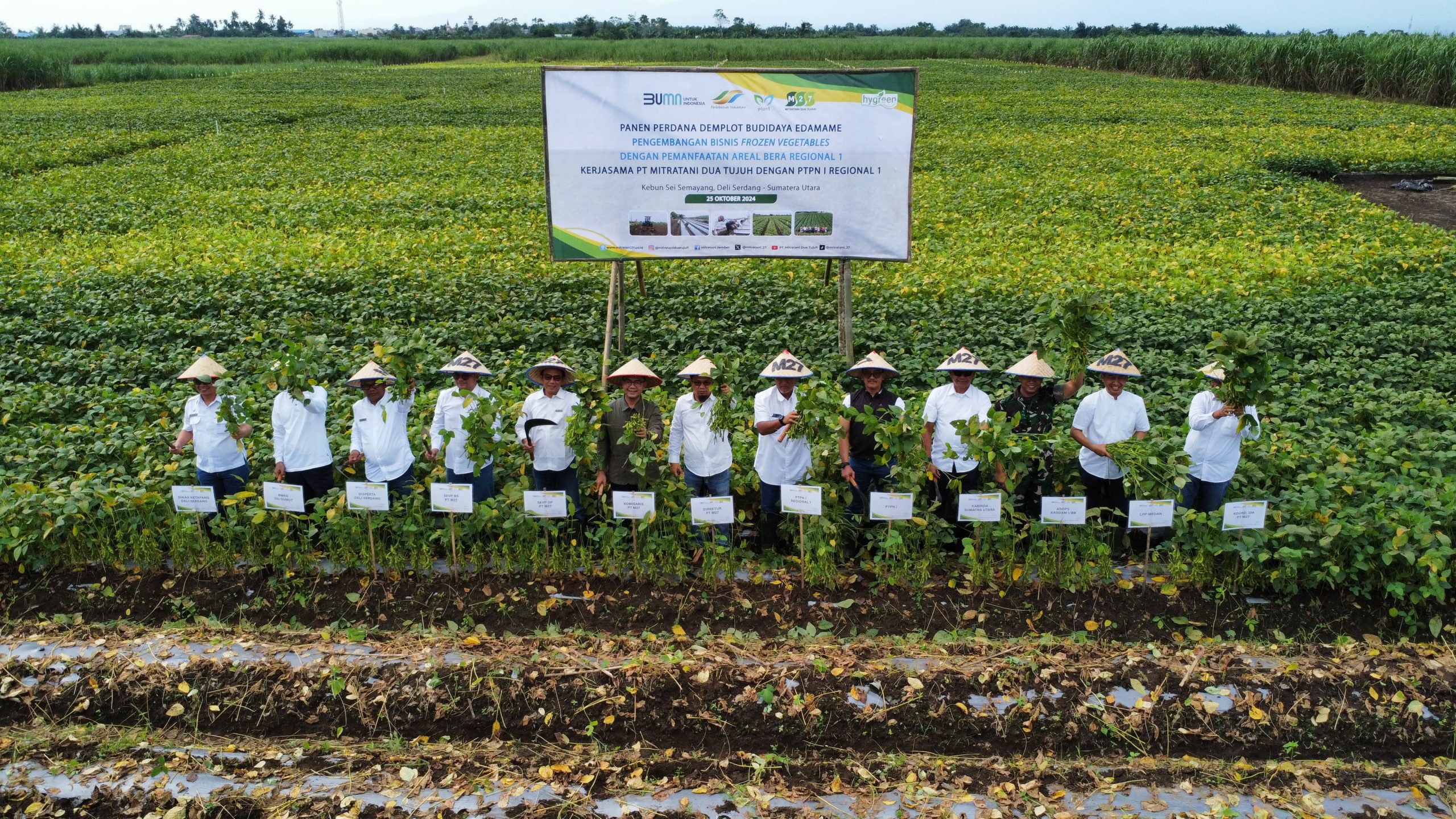 PT Mitratani Dua Tujuh sukses melaksanakan panen perdana edamame Jumat, 25 Oktober 2024 di Kebun Sei Semayang, Kabupaten Deli Serdang, Sumatra Utara.